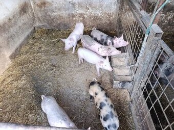 Predám odstavcata
