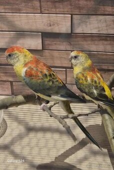 Predám papagaj spevavy