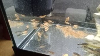 Prísavníky a endlerky