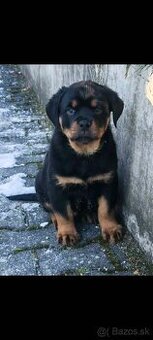 Rotvajler,rottweiler,RTV, šteniatka rottweilera