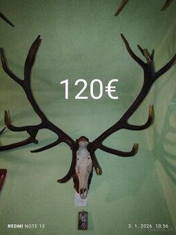 Parohy, Parožie, trofeje