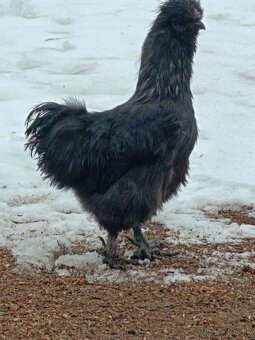 Predám kohútov hodvábničky