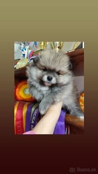 Pomeranian s PP