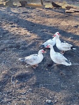 Predám pižmové kačky