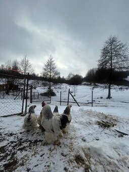 Nasadove vajicka brahman