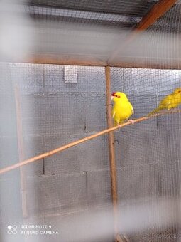Kakarik