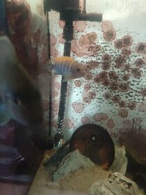 Labidochromis hongi Sweden. - 1