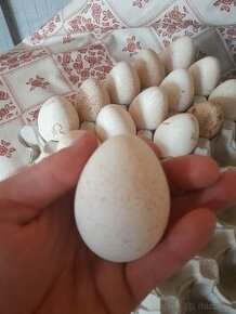 Nasadové vajcia