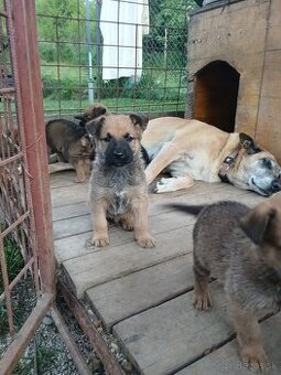 Belgický ovčiak Malinois cross