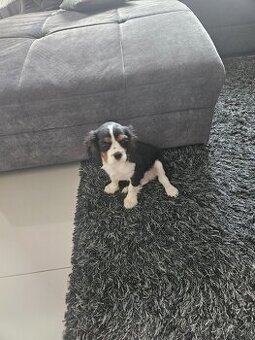 Cavalier