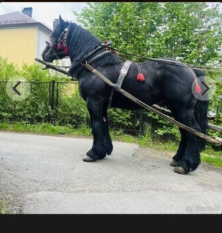 Predám žrebca