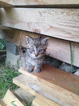 Mačiatka