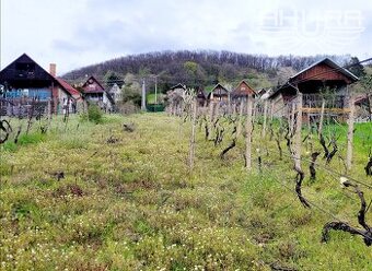 Na predaj pozemok (vinica) s chatkou, Vinianka 1430m2