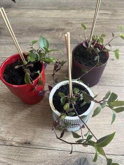 Tradescantia v crepniku, na vyber farba