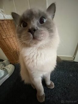 Ragdoll Mačka