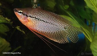 Akvariové ryby (raritky) k odberu