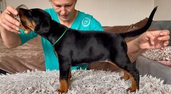 Doberman s PP FCI