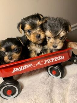 York, Yorkshire, Yorkshirsky terier, mini