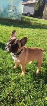 Francúzsky buldoček s PP