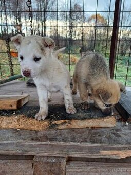 Darujem šteniatka - 1