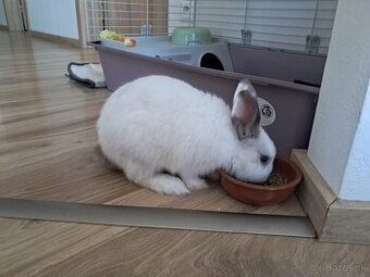 Zakrslý zajko + klietka