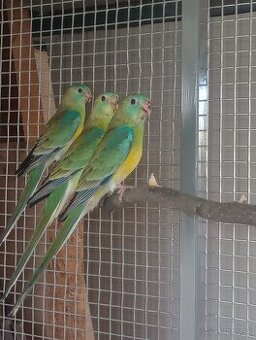 Predám  /vymením/papagáj spevavy, korela a andulky - 1