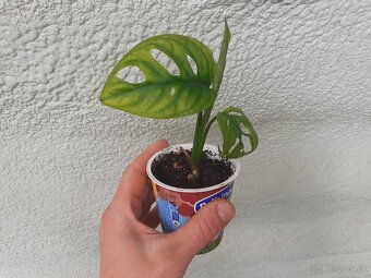 Monstera adansonii - mladé rastliny