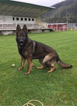 Kúpim šteniatko nemecký ovčiak