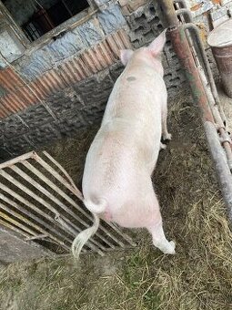 Predam prastnicu CC 200 kg