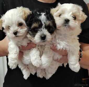 Predám Yorkshire terrier mini