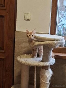 Mainska myvalia, MCO