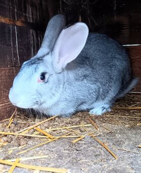 Králiky samice aj samce