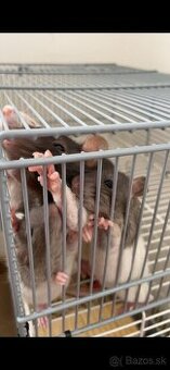 Darujem domáce potkany