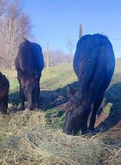 Predám Norik Muránsky kobylku