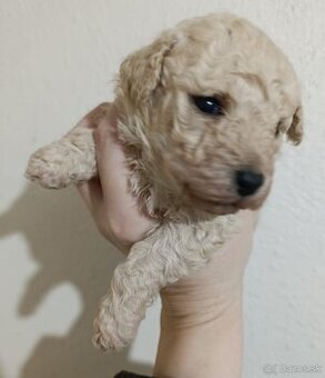 Bisch-poo, BISONIK A PUDEL