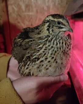 Japonské prepelice (Faraón Jumbo)