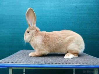 Belgický obor žltý