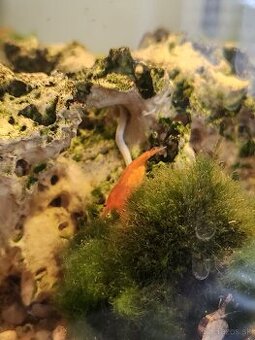 Predám akvárium 40L