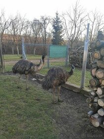 Chovný 3 rocny pár emu hnedý
