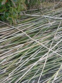 Predám bambusove palice