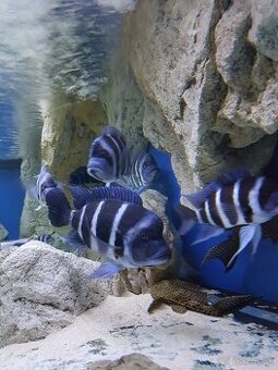 Cyphotilapia Gibberosa Blue Zaire Lupota WF/F1