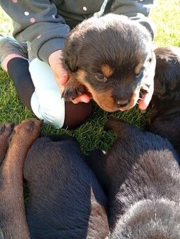 Rottweiler šteniatko