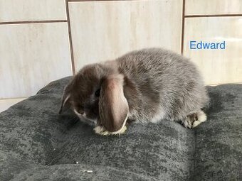 Mini lop