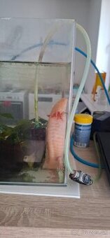 Ponukam axolota mexickeho