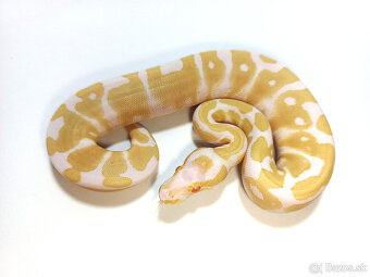 Python regius