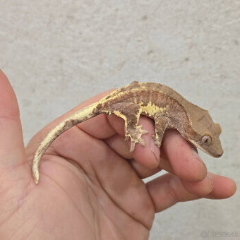 Pagekon riasnaty - C. ciliatus