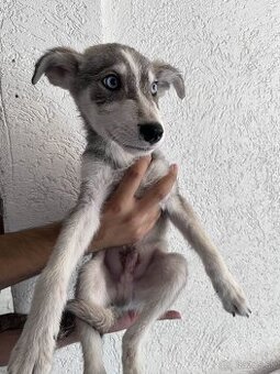 Sibírsky husky