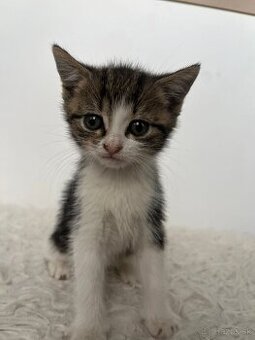 Darujeme mačiatko Eufrat