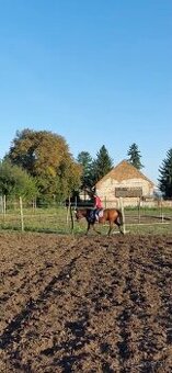 Kobylka na predaj - 1