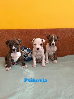 Americky Stafordšírský Terier šteniatka